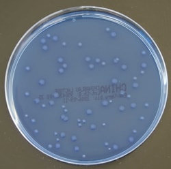 Thermo Scientific Oxoid China Blue Lactose Agar 10 Platten | Buy Online | Thermo Scientific&trade; | Fisher Scientific